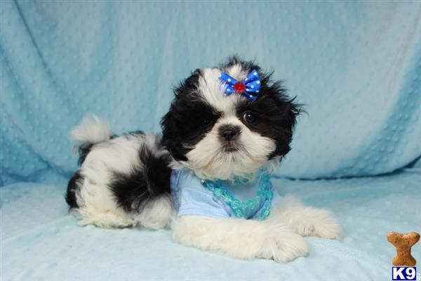 lvpuppyheaven Picture 3